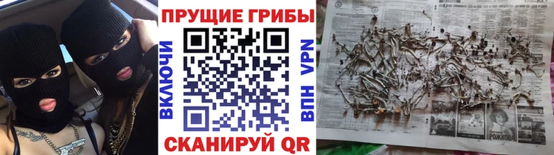 Псилоцибиновые грибы Psilocybe Новоалтайск